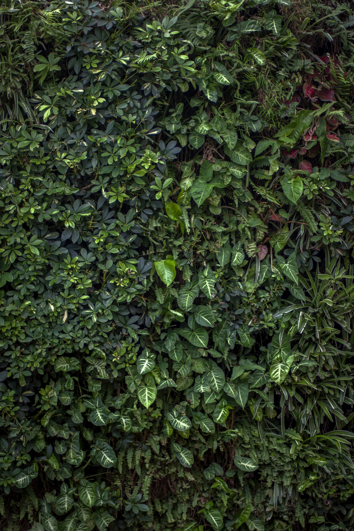 Detalhe das folhagens do jardim vertical